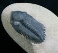 Beautifully Preserved Metacanthina Trilobite #7028-3